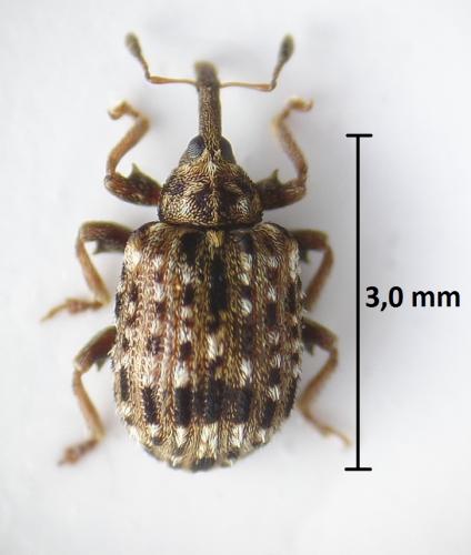 Réf. 207 206 : Cleopus pulchellus